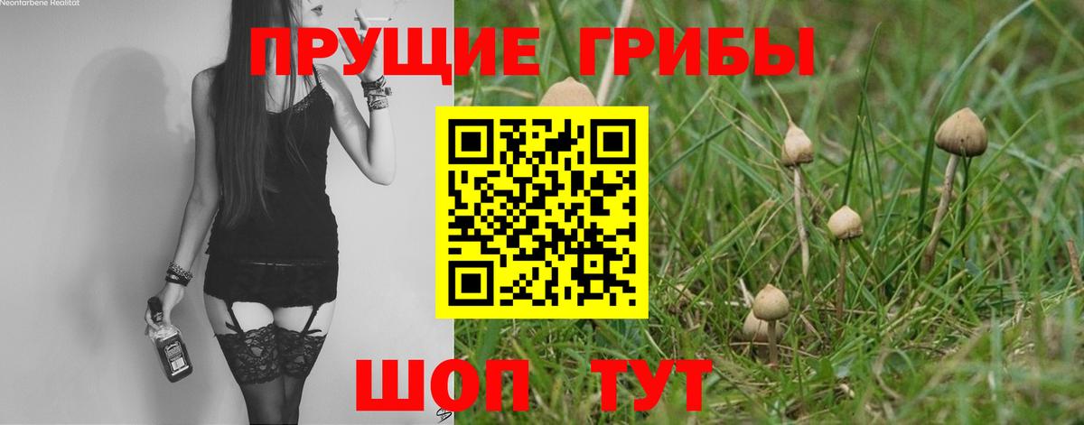 Псилоцибиновые грибы Cubensis  Сертолово 